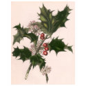 Christmas Holly t-shirts by ChristmasCafe Christmas Holly t-shirts