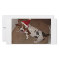 CHRISTMAS HOUND 1 photo cards