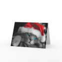 Christmas Kitten cards
