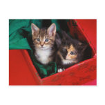 Christmas Kittens Postcard