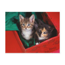 Christmas Kittens postcards by MuseMagic Christmas Kittens postcards