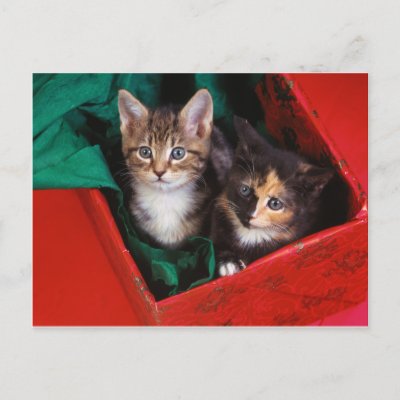 Christmas Kittens postcards