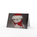 Christmas Kitty cards