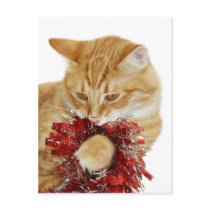 Christmas kitty playing postcards by deemac1 Christmas kitty playing postcards
