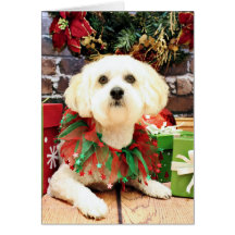 Christmas - Lhasa Apso - Jack Greeting Cards