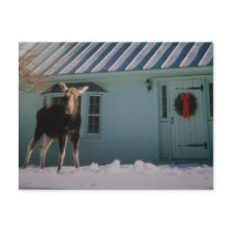 CHRISTMAS MOOSE postcards by maggiefromutah CHRISTMAS MOOSE postcards