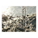 Christmas Morning II Print