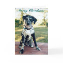 Christmas Nellie cards by Catahoula Christmas Nellie cards