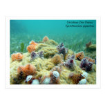 Christmas on the Sea Floor Post Cards