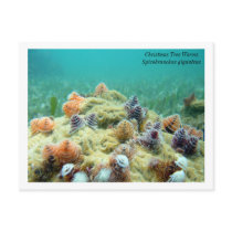 Christmas on the Sea Floor postcards by k6logc Christmas on the Sea Floor postcards