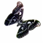 Christmas Ornament Freiburg Germany Moth 45 Degree Photo Cutout