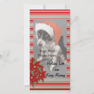 Christmas Photo Cards from your pets! photocard