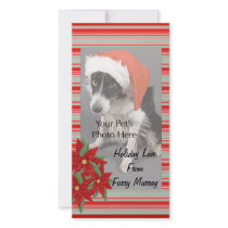Christmas Photo Cards from your pets!