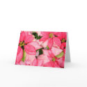 Christmas Poinsettia cards by joeyartist Christmas Poinsettia cards