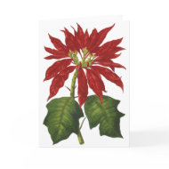 Christmas Poinsettia card