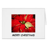 Christmas Poinsettia Card cards