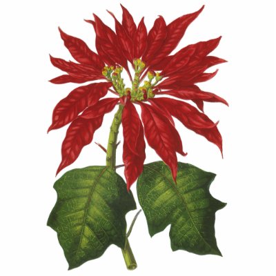 Christmas Poinsettia photo sculptures