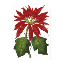 Poinsettia de Noël posters by ChristmasCafe Poinsettia de Noël posters