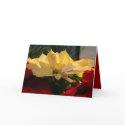 Christmas Pointesttas cards