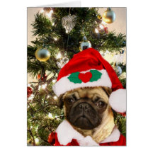 Christmas Pug dog Cards