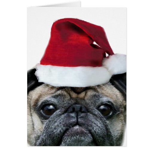 christmas pug greeting card