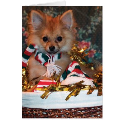 Christmas Puppy Greeting Cards