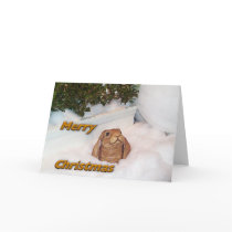Christmas Rabbit cards