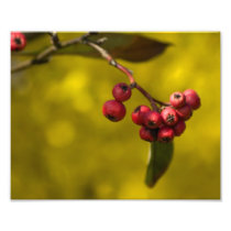 Christmas Red Berries Photo