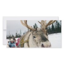Christmas Reindeer photo cards by awesometees Christmas Reindeer photo cards