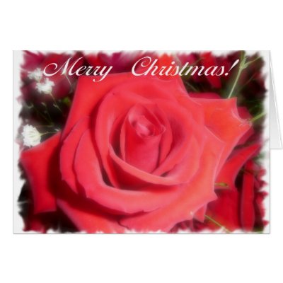 Christmas Rose cards