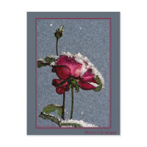 Christmas Rose postcards
