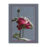 Christmas Rose postcards