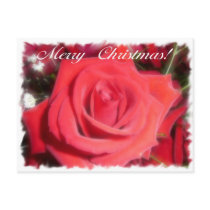 Christmas Rose postcards