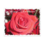 Christmas Rose postcards