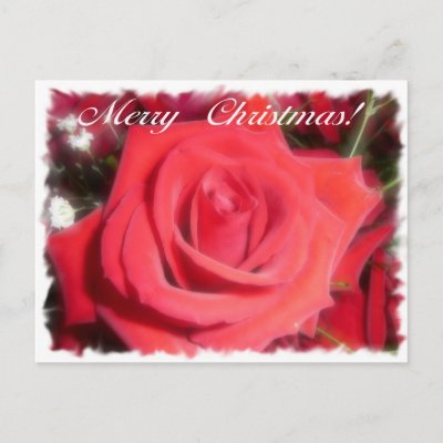 Christmas Rose postcards