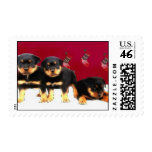 Christmas Rottweiler puppies Postage