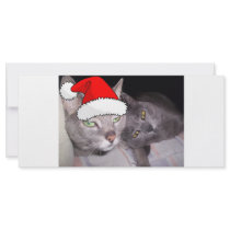 Christmas Santa Gray Cats Custom Rack Card
