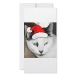 Christmas Santa Hat Kitty
