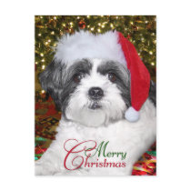 Christmas Shih Tzu Dog Postcard