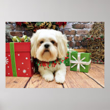 Christmas - Shih Tzu X - Walter Poster