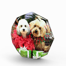 Christmas - ShihPoo - Sophie and Twix Award