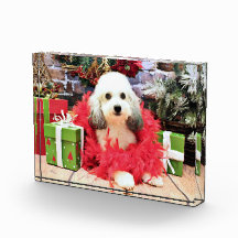 Christmas - ShihPoo - Sophie Awards