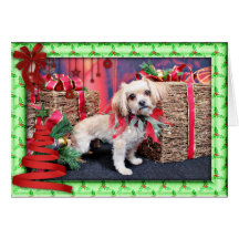 Christmas - Shorkie - Charlie Greeting Cards