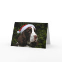 Christmas Springer holiday card
