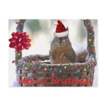 Christmas Squirrel in Basket with Snow Postcard