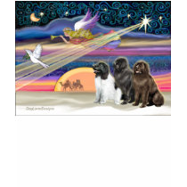 Christmas Star - Newfoundland (three) t-shirts