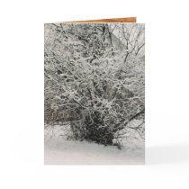CHRISTMAS SURPRISE cards by SAPPYJIM CHRISTMAS SURPRISE cards