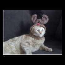 Christmas Tabby Reindeer Postcard postcards