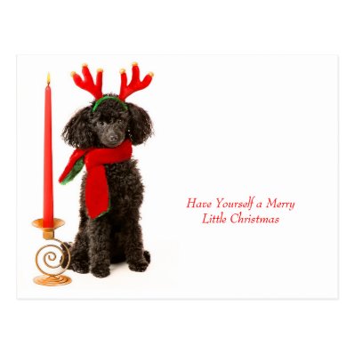 Christmas Toy Poodle Dog Postcards