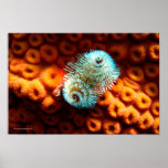 Christmas Tree Bristle Worm Print